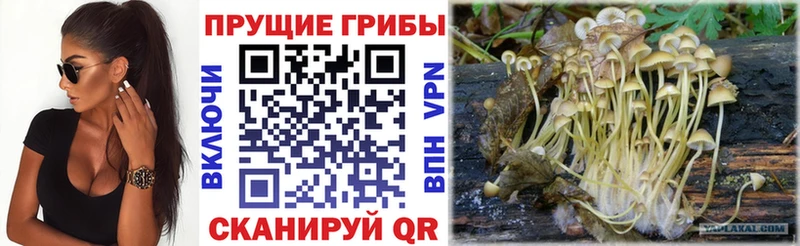 Купить закладки  Выкса  Псилоцибиновые грибы MAGIC MUSHROOMS 
